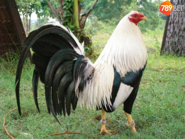 Giống gà tre Mỹ với kích thước to lớn là ưu điểm nổi trội so với nhiều giống gà khác